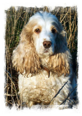 Sophie - last photo of her during Shorthorn Woods walk.