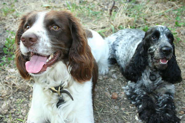 Dogs enjoying the garden