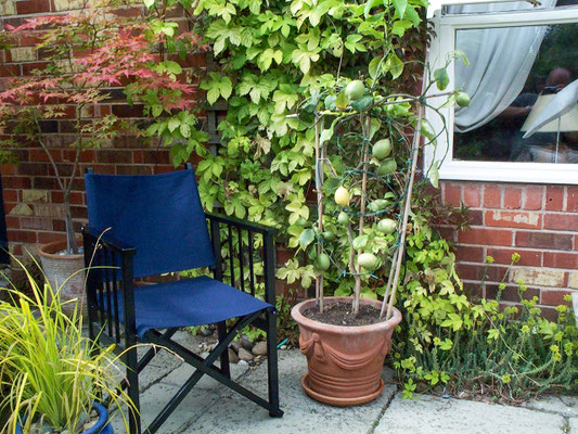 Huxleys Barn: Patio at the back