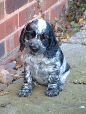 Zebedee & Rosie meet for first time ... let the games begin!