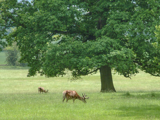 Batsford Arboretum