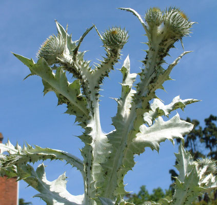 Birlingham rare plant day at Birlingham House