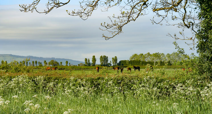 Shorthorn Woods walks, Throckmorton