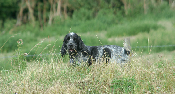 The Avon at Fladbury