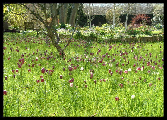 White Cottage Gardens, Stock Green - geranium collection