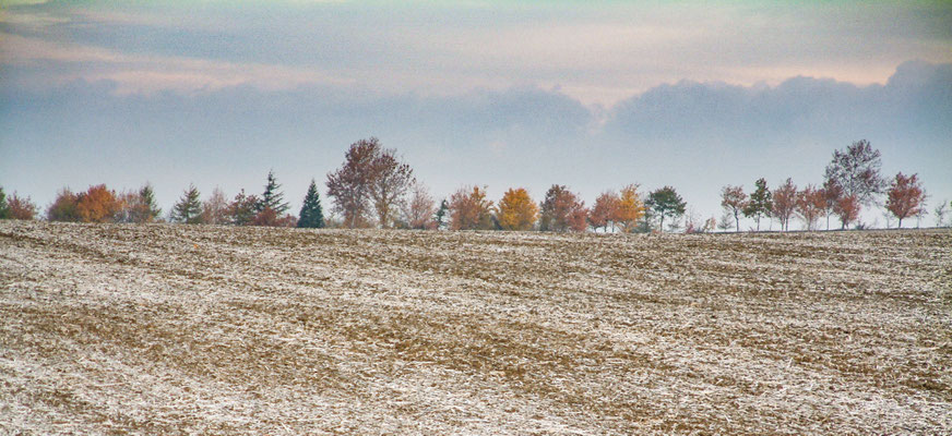 Frosty morning walk with Will around Throckmorton Stud fields
