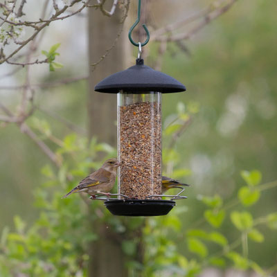 Garden at home, Summer