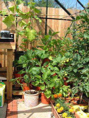 Greenhouse in full production