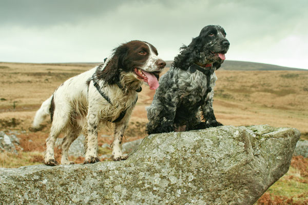 Christmas in Devon with Beryl & Ivan