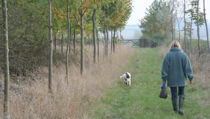 Shorthorn Woods walks, Throckmorton