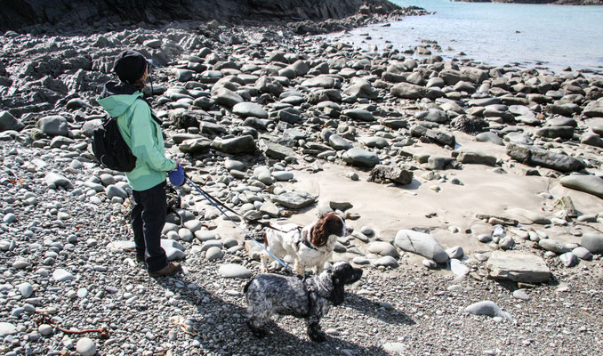 Easter in Cardigan Bay