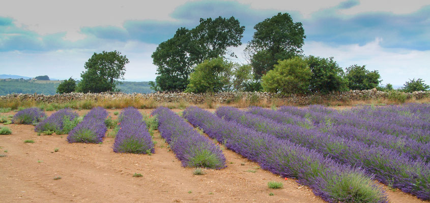 Snowshill Lavender Farm in the Cotswolds