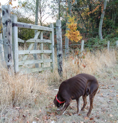 Frosty morning walk with Will around Throckmorton Stud fields