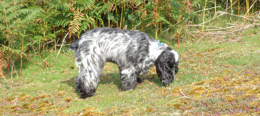 Chase End - The Malverns