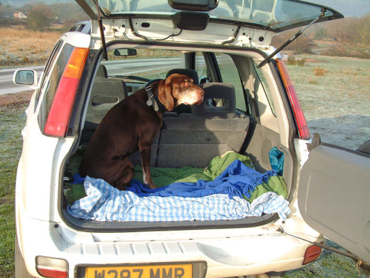 Walking William on Welland Common - early morning (back of Honda CRV)