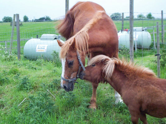 Lower House Farm Barns before the leylandii hedge