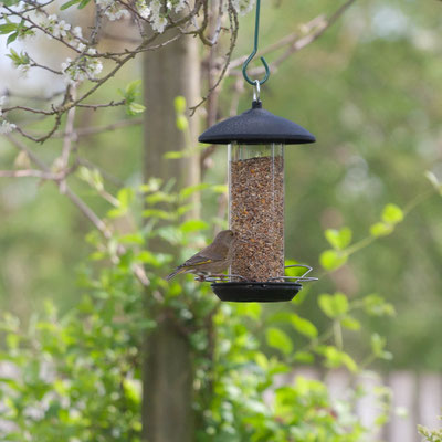 Garden at home, Summer