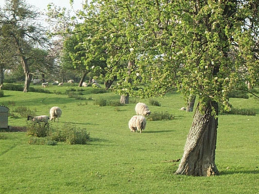 Old orchard along Throckmorton Road