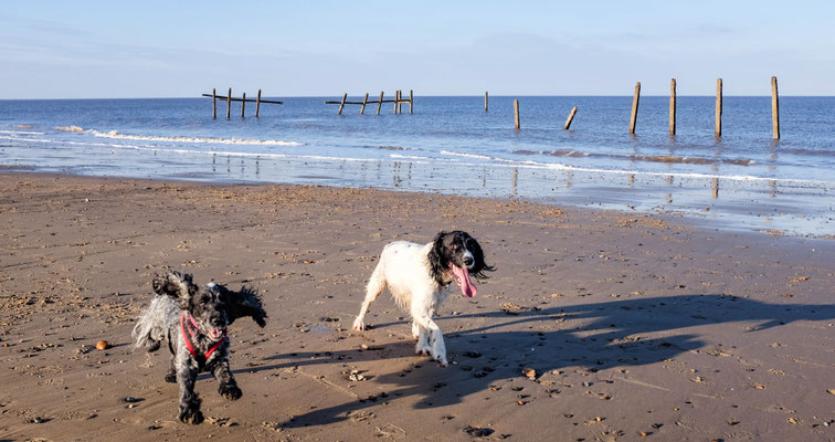 February, Skeyton stay, Norfolk