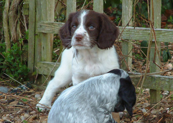 Zebedee & Rosie meet for first time ... let the games begin!