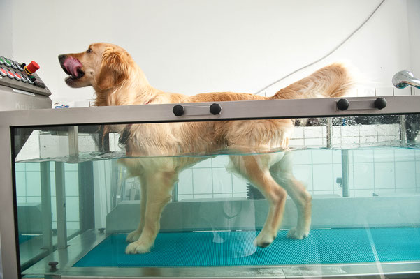 Unterwasserlaufband Physiotherapie für Hunde