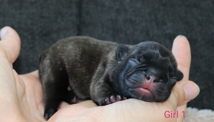 Rude Vergeben Franzosische Bulldoggen Zuchter Osterreich Fci Okv Welpen Gesund Und Freiantmend Mit Ahnentafel