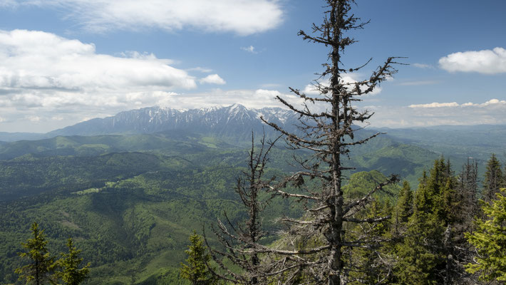 Brasov