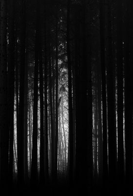 Wald V
