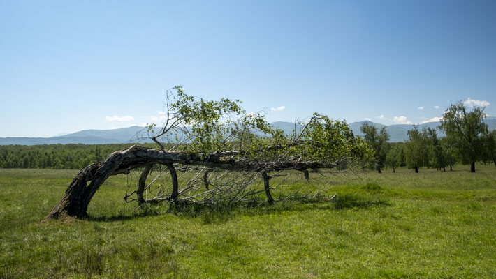 Park Poiana Narciselor din Dumbrava 