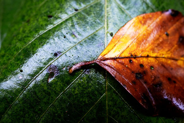 Herbst Blatt NV