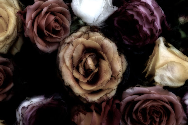 Rosen NV