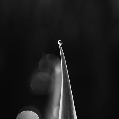 Tautropfen V