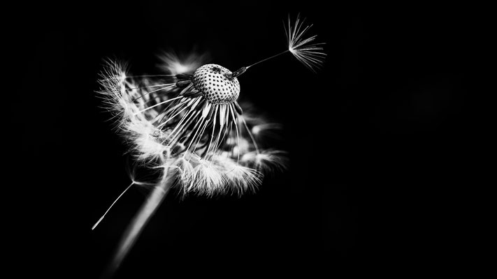 Blume V