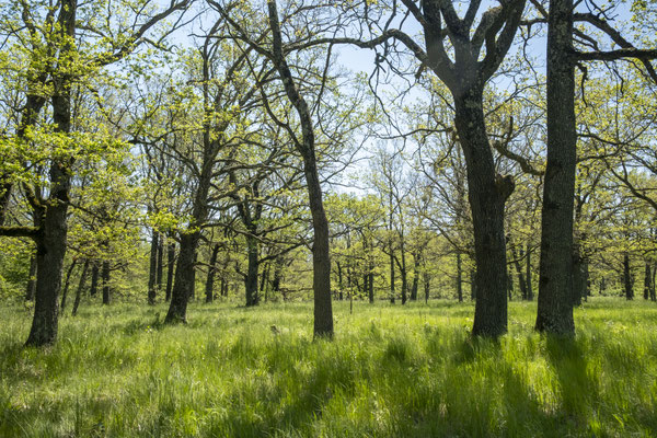 Park Poiana Narciselor din Dumbrava 