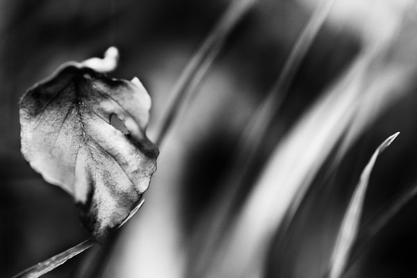 Herbstblatt V