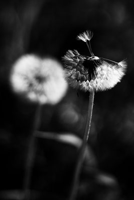 Blumen NV