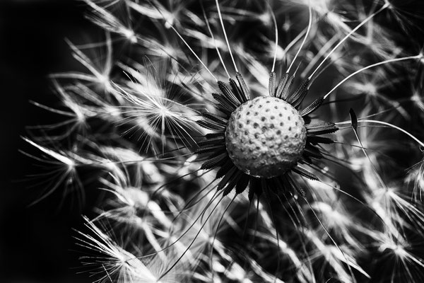 Blume NV