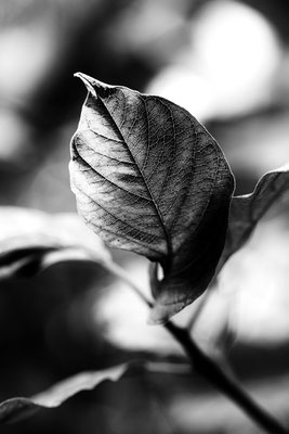 Herbstblatt V