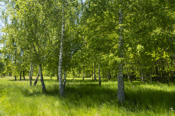 Park Poiana Narciselor din Dumbrava 