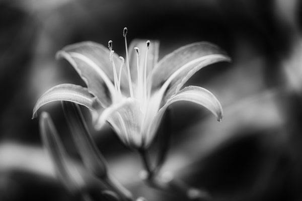 Blume
