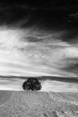 Baum in der Landschaft NV