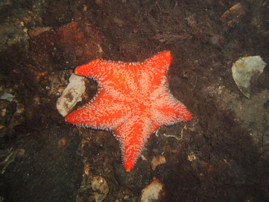 the amazing and diverse range of sea life that we have here, along with some absolutely beautiful places to dive! UK Marine Life