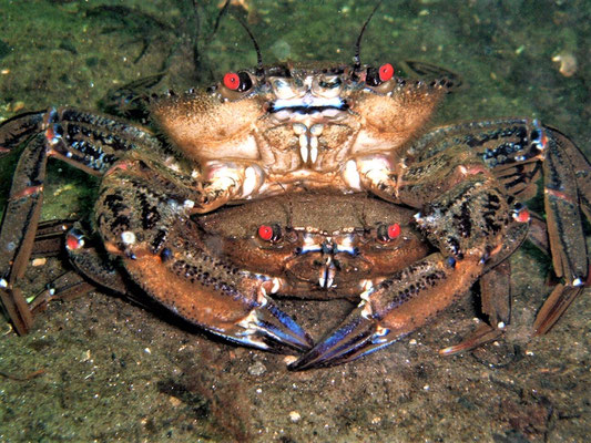 the amazing and diverse range of sea life that we have here, along with some absolutely beautiful places to dive! UK Marine Life