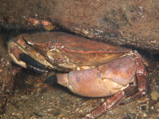 the amazing and diverse range of sea life that we have here, along with some absolutely beautiful places to dive! UK Marine Life