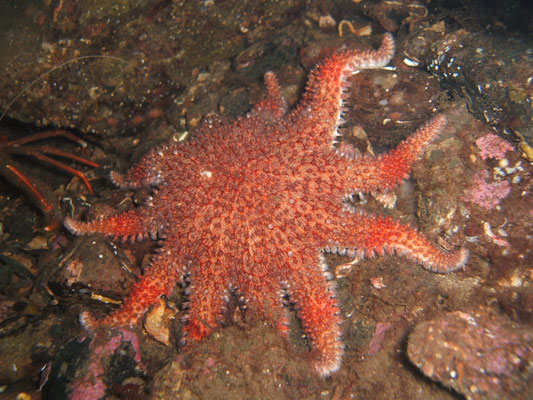 the amazing and diverse range of sea life that we have here, along with some absolutely beautiful places to dive! UK Marine Life