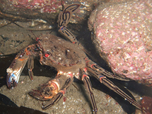 the amazing and diverse range of sea life that we have here, along with some absolutely beautiful places to dive! UK Marine Life