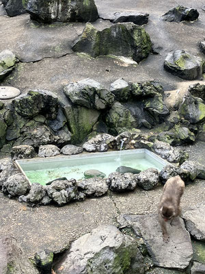 温泉のある猿山