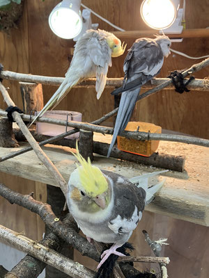 小動物とふれあいコーナーにオカメインコ！