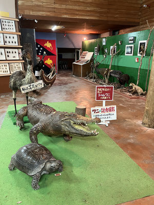 最初は剥製や写真などの資料展示コーナー