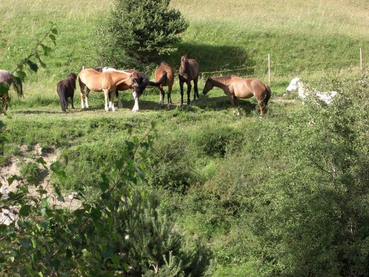 Pferde beim Bach 2009